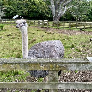 Ostrich (Struthio camelus)