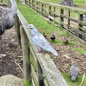 Wild Pigeon (Four Bird Species in One Photo)