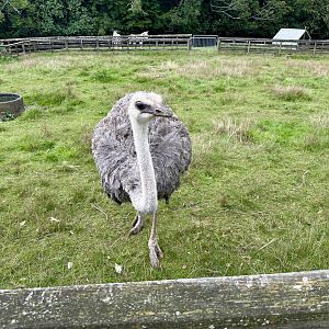 Ostrich (Struthio camelus)