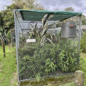 Cockatoo/Galah Aviary