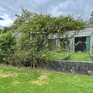Parakeet/Pigeon Aviaries