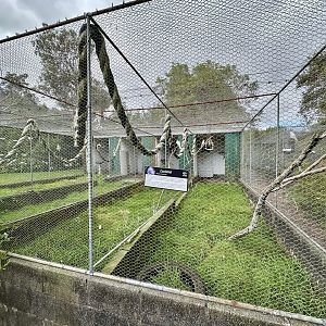 Parakeet/Cockatiel Aviaries