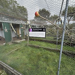 Ring-necked Parakeet Aviary