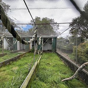 Cockatiel Aviary