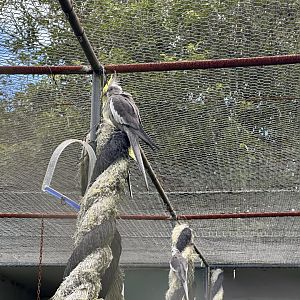 Juvenile Cockatiel