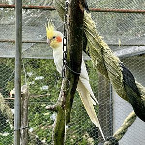 Cockatiel (Nymphicus hollandicus)