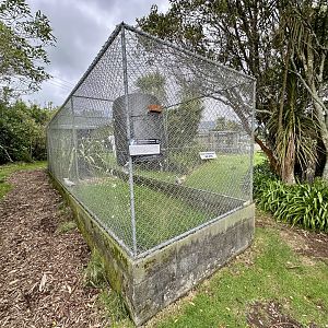 Sulfur-crested Cockatoo Aviary