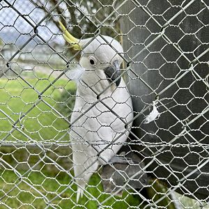 Sulfur-crested cockatoo (Cacatua galerita)