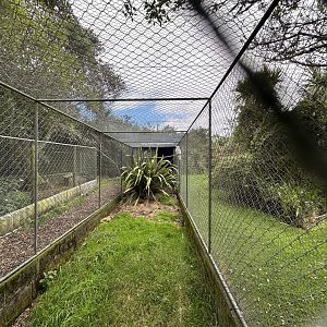 Sulfur-crested Cockatoo Aviary