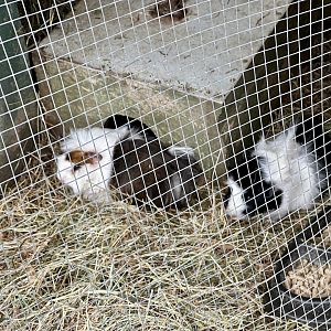 Guinea pig (Cavia porcellus)