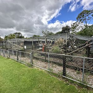 Brown Capuchin Exhibits