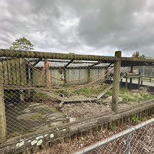 Brown Capuchin Exhibit 1