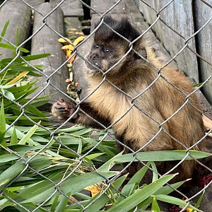 Brown capuchin (Sapajus apella)
