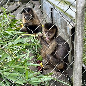 Brown capuchin (Sapajus apella)