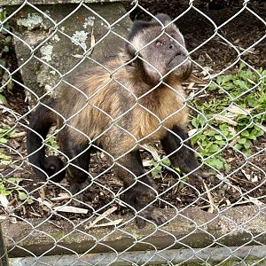 Brown capuchin (Sapajus apella)