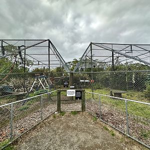 Capuchin and Lar Gibbon/Spider Monkey Exhibits