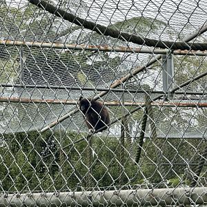 Lar gibbon (Hylobates lar)