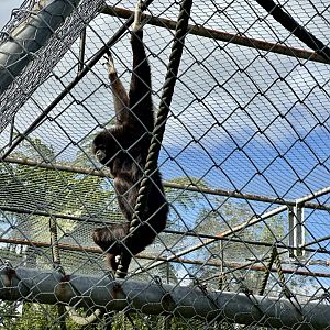 Lar gibbon (Hylobates lar)