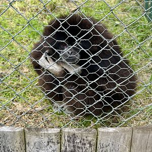 Lar gibbon (Hylobates lar)