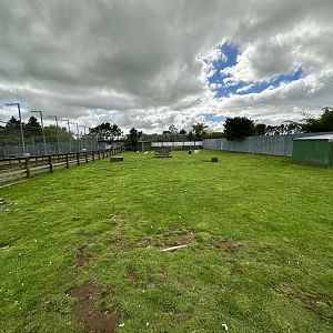 Domestic Goat Exhibit