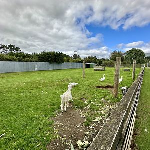 Domestic Goat Exhibit