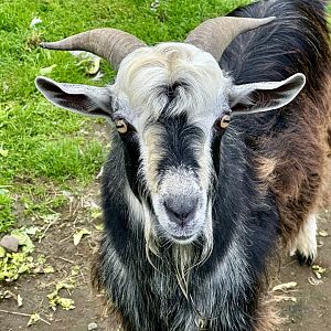 Domestic goat (Capra hircus)