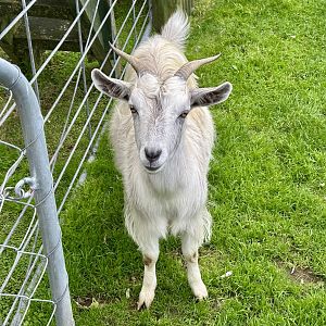 Domestic goat (Capra hircus)