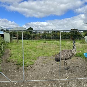 Emu Exhibit