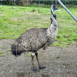 Emu (Dromaius novaehollandiae)