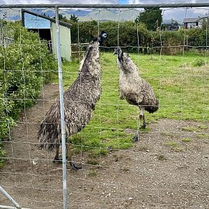 Emu Posturing