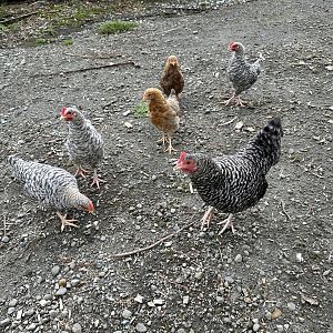 Domestic Chicken and Young