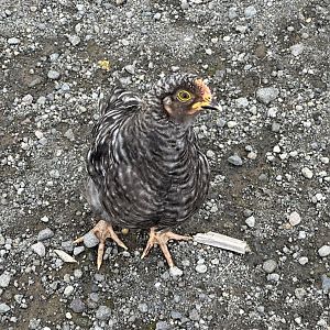 Domestic chicken (Gallus gallus domesticus)