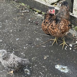 Domestic Chicken and Young