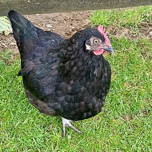 Domestic chicken (Gallus gallus domesticus)