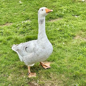 Greylag goose (Anser anser)