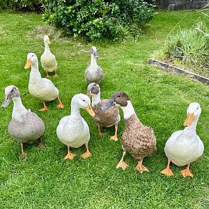 Domestic duck (Anas platyrhynchos domesticus)