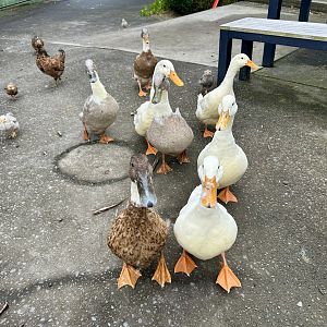 Domestic duck (Anas platyrhynchos domesticus)