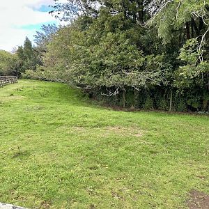 Domestic Donkey Paddock