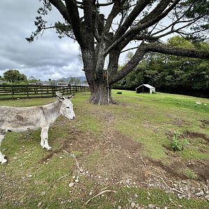 Domestic Donkey Paddock
