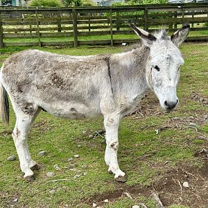 Domestic donkey (Equus africanus asinus)