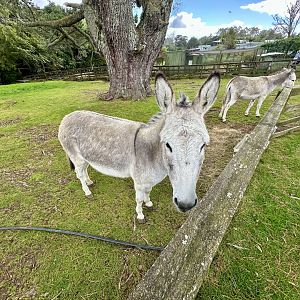 Domestic donkey (Equus africanus asinus)