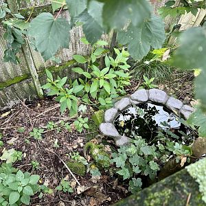 Red-Eared Slider Turtle Exhibit