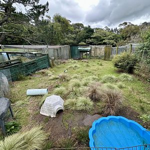 Muscovy Duck Exhibit