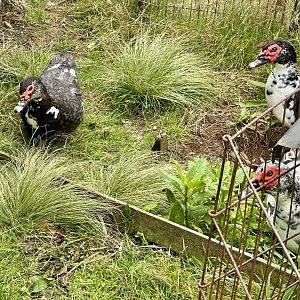 Muscovy duck (Cairina moschata)