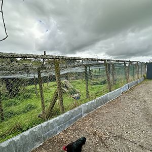 Indian Peafowl Aviaries