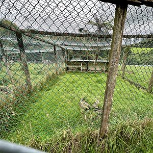 Indian Peafowl Aviary