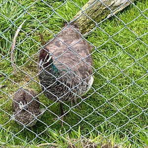 Indian Peafowl and Young
