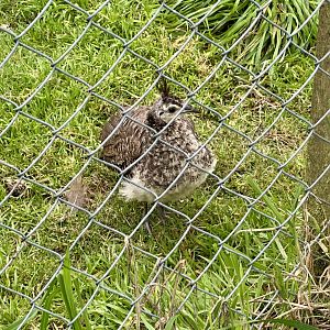 Juvenile Indian Peafowl