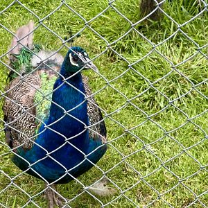 Indian peafowl (Pavo cristatus)