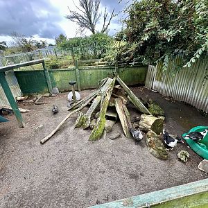 Domestic Duck Exhibit